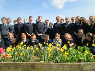 We grew daffodils